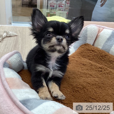 大阪府のチワワ(ロング) (ペットプラス ららぽーと和泉店/2025年10月17日生まれ/男の子/ブラックタンホワイト)の子犬の4枚目の画像