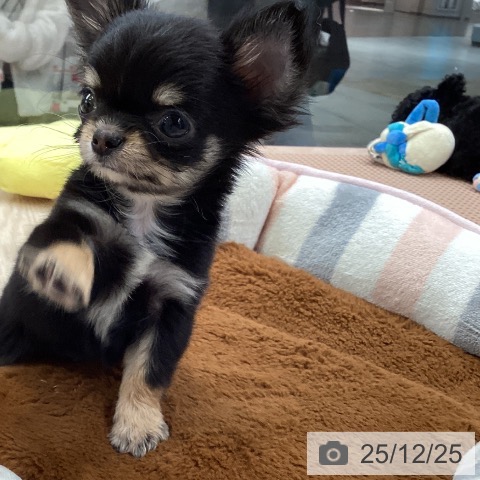 大阪府のチワワ(ロング) (ペットプラス ららぽーと和泉店/2025年10月17日生まれ/男の子/ブラックタンホワイト)の子犬の3枚目の画像