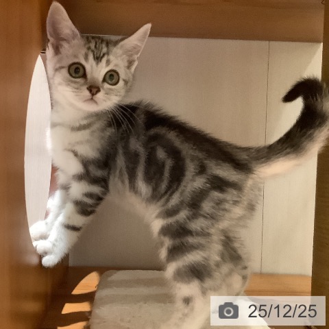 大阪府のアメリカンショートヘアー (ペットプラス 鶴見店/2025年10月7日生まれ/男の子/シルバータビー)の子猫の4枚目の画像