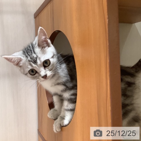 大阪府のアメリカンショートヘアー (ペットプラス 鶴見店/2025年10月7日生まれ/男の子/シルバータビー)の子猫の3枚目の画像