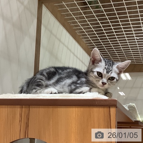 大阪府のアメリカンショートヘアー (ペットプラス 鶴見店/2025年10月7日生まれ/男の子/シルバータビー)の子猫の4枚目の画像