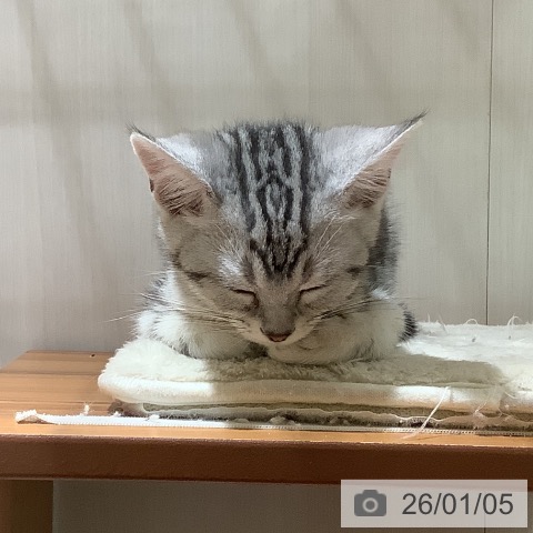 大阪府のアメリカンショートヘアー (ペットプラス 鶴見店/2025年10月7日生まれ/男の子/シルバータビー)の子猫の3枚目の画像