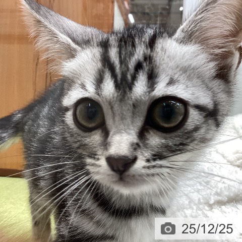 大阪府のアメリカンショートヘアー (ペットプラス ららぽーと和泉店/2025年10月7日生まれ/女の子/シルバータビー)の子猫の4枚目の画像