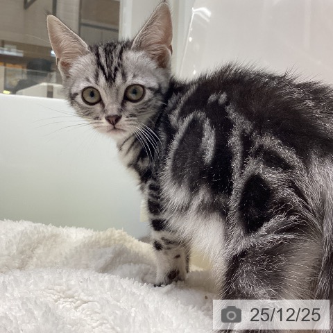 大阪府のアメリカンショートヘアー (ペットプラス ららぽーと和泉店/2025年10月7日生まれ/女の子/シルバータビー)の子猫の3枚目の画像