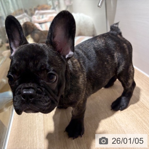 兵庫県のフレンチブルドッグ (ペットプラス 神戸三宮店/2025年10月12日生まれ/男の子/ブリンドル)の子犬の4枚目の画像