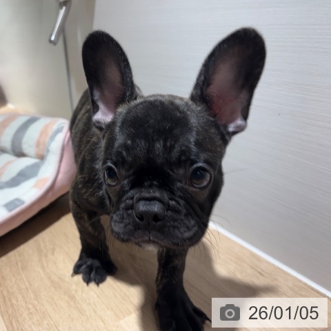 兵庫県のフレンチブルドッグ (ペットプラス 神戸三宮店/2025年10月12日生まれ/男の子/ブリンドル)の子犬の3枚目の画像
