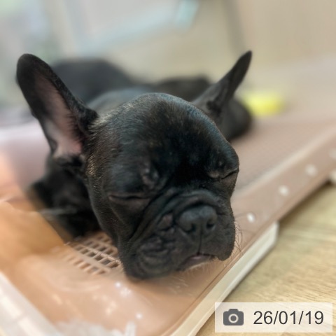 兵庫県のフレンチブルドッグ (ペットプラス 姫路大津店/2025年10月12日生まれ/男の子/ブリンドル)の子犬の4枚目の画像