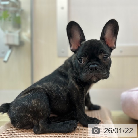 兵庫県のフレンチブルドッグ (ペットプラス 姫路大津店/2025年10月12日生まれ/男の子/ブリンドル)の子犬の3枚目の画像