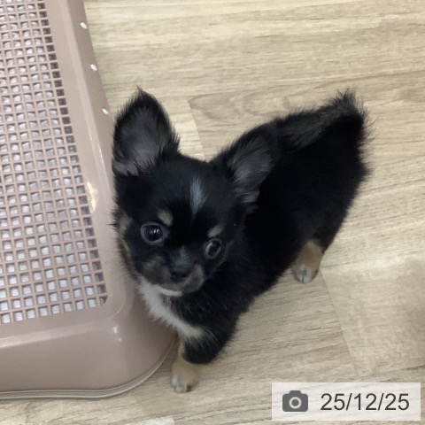 大阪府のチワワ(ロング) (ペットプラス 鶴見店/2025年10月24日生まれ/男の子/ブラックタンホワイト)の子犬の4枚目の画像