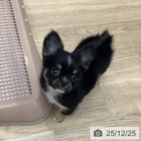 大阪府のチワワ(ロング) (ペットプラス 鶴見店/2025年10月24日生まれ/男の子/ブラックタンホワイト)の子犬の3枚目の画像