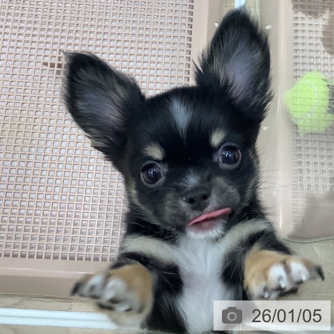 大阪府のチワワ(ロング) (ペットプラス 鶴見店/2025年10月24日生まれ/男の子/ブラックタンホワイト)の子犬の3枚目の画像