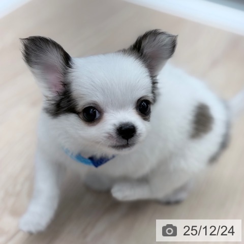 京都府のチワワ(ロング) (ペットプラス 京都桂川店/2025年10月22日生まれ/男の子/ホワイトレッド)の子犬の4枚目の画像