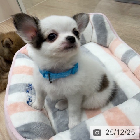 京都府のチワワ(ロング) (ペットプラス 京都桂川店/2025年10月22日生まれ/男の子/ホワイトレッド)の子犬の3枚目の画像