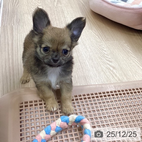 大阪府のチワワ(ロング) (ペットプラス ららぽーと和泉店/2025年10月22日生まれ/女の子/フォーン)の子犬の4枚目の画像