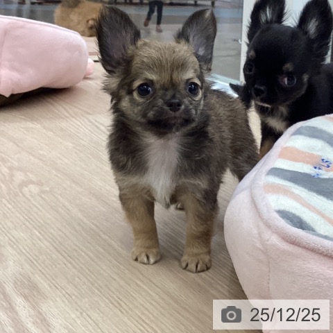 大阪府のチワワ(ロング) (ペットプラス ららぽーと和泉店/2025年10月22日生まれ/女の子/フォーン)の子犬の3枚目の画像