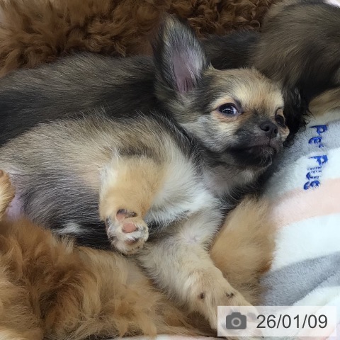 大阪府のチワワ(ロング) (ペットプラス ららぽーと和泉店/2025年10月22日生まれ/女の子/フォーン)の子犬の3枚目の画像