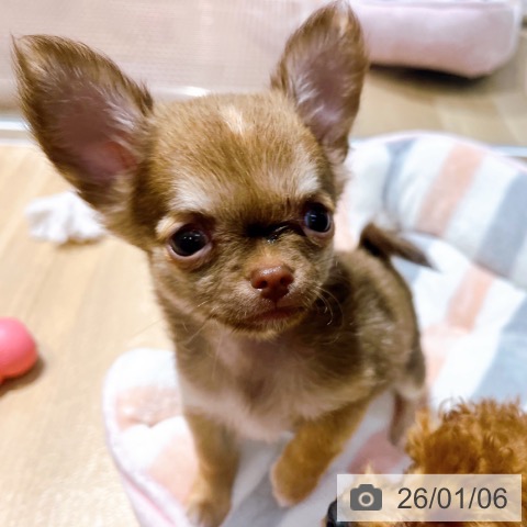 大阪府のチワワ(ロング) (ペットプラス イオン大日店/2025年10月22日生まれ/女の子/チョコレートフォーン)の子犬の4枚目の画像