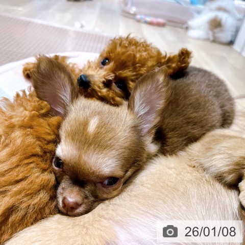 大阪府のチワワ(ロング) (ペットプラス イオン大日店/2025年10月22日生まれ/女の子/チョコレートフォーン)の子犬の3枚目の画像