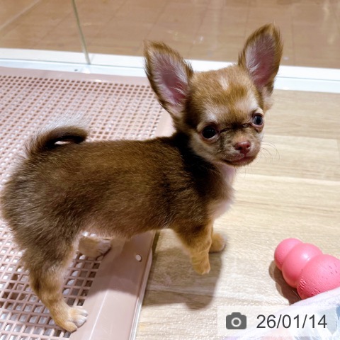 大阪府のチワワ(ロング) (ペットプラス イオン大日店/2025年10月22日生まれ/女の子/チョコレートフォーン)の子犬の3枚目の画像