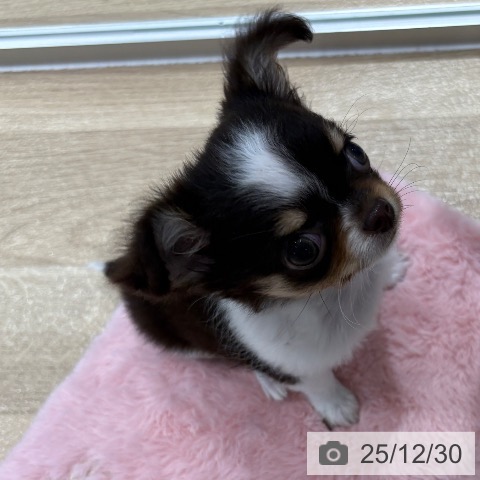 大阪府のチワワ(ロング) (ペットプラス イオン大日店/2025年10月19日生まれ/女の子/チョコレートタンホワイト)の子犬の4枚目の画像