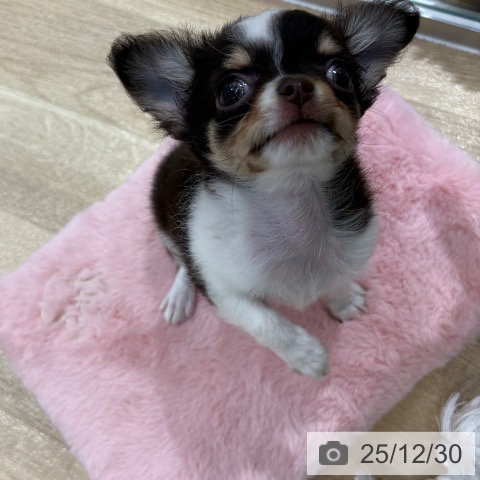 大阪府のチワワ(ロング) (ペットプラス イオン大日店/2025年10月19日生まれ/女の子/チョコレートタンホワイト)の子犬の3枚目の画像