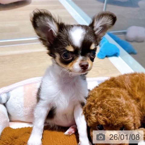 大阪府のチワワ(ロング) (ペットプラス イオン大日店/2025年10月19日生まれ/女の子/チョコレートタンホワイト)の子犬の4枚目の画像