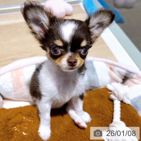 大阪府のチワワ(ロング) (ペットプラス イオン大日店/2025年10月19日生まれ/女の子/チョコレートタンホワイト)の子犬の3枚目の画像