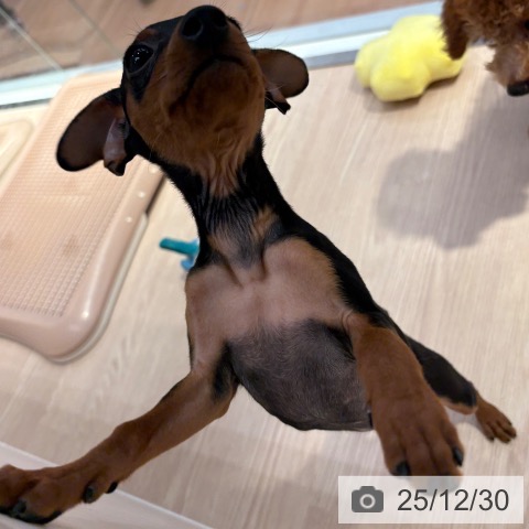 和歌山県のミニチュアピンシャー (ペットプラス 和歌山店/2025年10月25日生まれ/男の子/ブラックタン)の子犬の4枚目の画像