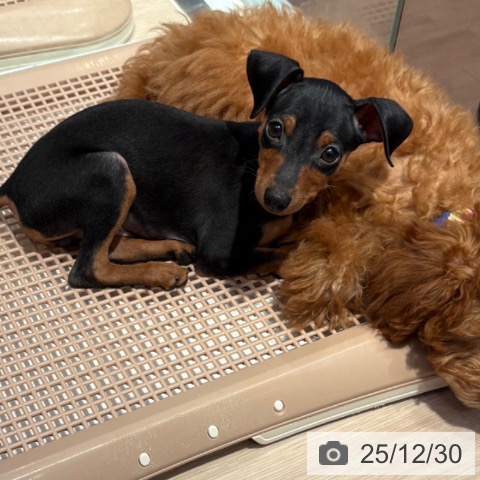 和歌山県のミニチュアピンシャー (ペットプラス 和歌山店/2025年10月25日生まれ/男の子/ブラックタン)の子犬の3枚目の画像