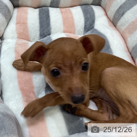 大阪府のミニチュアピンシャー (ペットプラス 堺北花田店/2025年10月25日生まれ/女の子/レッド)の子犬の4枚目の画像