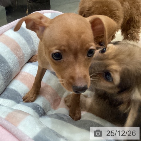 大阪府のミニチュアピンシャー (ペットプラス 堺北花田店/2025年10月25日生まれ/女の子/レッド)の子犬の3枚目の画像