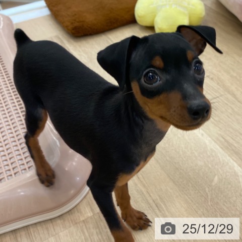 大阪府のミニチュアピンシャー (ペットプラス 大阪ドームシティ店/2025年10月25日生まれ/女の子/ブラックタン)の子犬の4枚目の画像