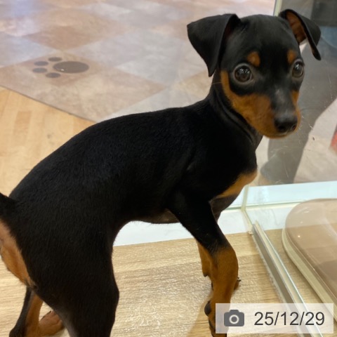 大阪府のミニチュアピンシャー (ペットプラス 大阪ドームシティ店/2025年10月25日生まれ/女の子/ブラックタン)の子犬の3枚目の画像