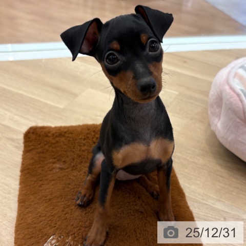 大阪府のミニチュアピンシャー (ペットプラス 大阪ドームシティ店/2025年10月25日生まれ/女の子/ブラックタン)の子犬の4枚目の画像