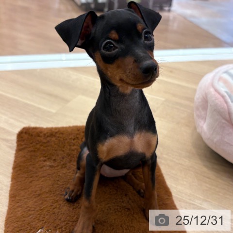 大阪府のミニチュアピンシャー (ペットプラス 大阪ドームシティ店/2025年10月25日生まれ/女の子/ブラックタン)の子犬の3枚目の画像