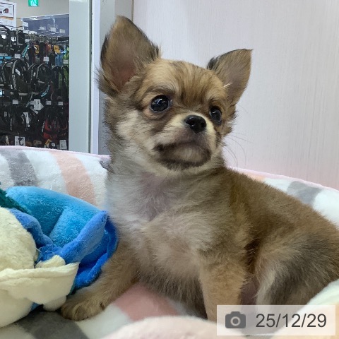 兵庫県のチワワ(ロング) (ペットプラス 明石店/2025年10月27日生まれ/男の子/フォーン)の子犬の4枚目の画像