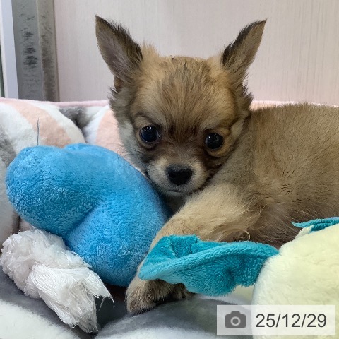 兵庫県のチワワ(ロング) (ペットプラス 明石店/2025年10月27日生まれ/男の子/フォーン)の子犬の3枚目の画像