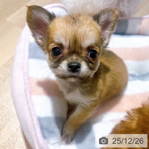 チワワの写真