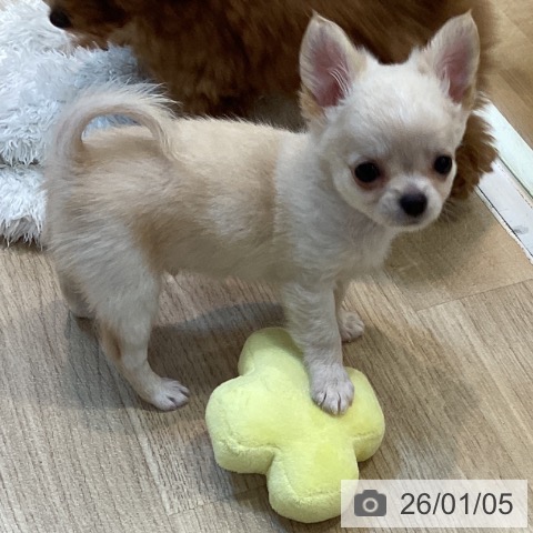 京都府のチワワ(ロング) (ペットプラス イオンモールKYOTO店/2025年10月27日生まれ/男の子/クリームホワイト)の子犬の4枚目の画像