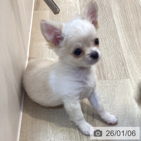 京都府のチワワ(ロング) (ペットプラス イオンモールKYOTO店/2025年10月27日生まれ/男の子/クリームホワイト)の子犬の4枚目の画像