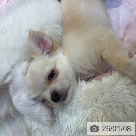 京都府のチワワ(ロング) (ペットプラス イオンモールKYOTO店/2025年10月27日生まれ/男の子/クリームホワイト)の子犬の4枚目の画像