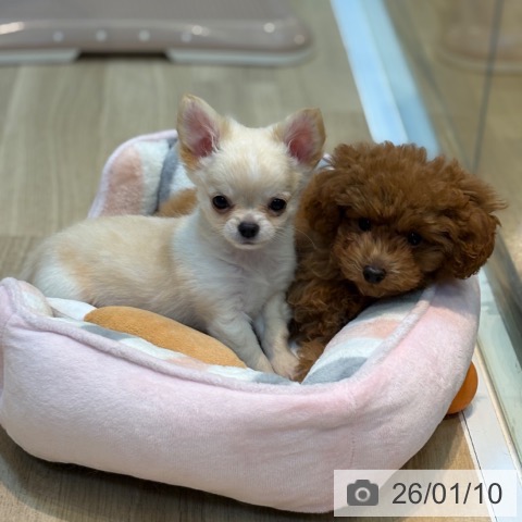 京都府のチワワ(ロング) (ペットプラス イオンモールKYOTO店/2025年10月27日生まれ/男の子/クリームホワイト)の子犬の4枚目の画像