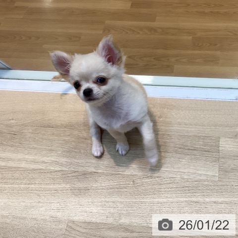 京都府のチワワ(ロング) (ペットプラス イオンモールKYOTO店/2025年10月27日生まれ/男の子/クリームホワイト)の子犬の4枚目の画像