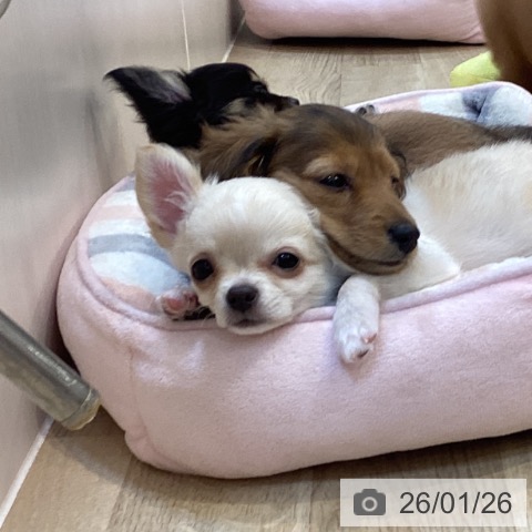 京都府のチワワ(ロング) (ペットプラス イオンモールKYOTO店/2025年10月27日生まれ/男の子/クリームホワイト)の子犬の4枚目の画像