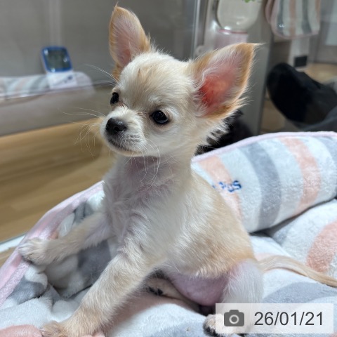 兵庫県のチワワ(ロング) (ペットプラス 神戸三宮店/2025年10月27日生まれ/女の子/クリームホワイト)の子犬の4枚目の画像