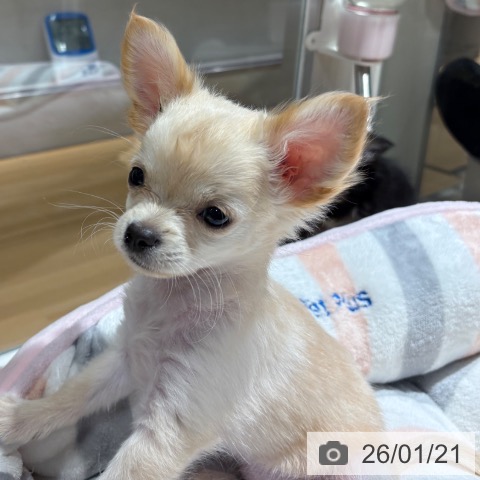 兵庫県のチワワ(ロング) (ペットプラス 神戸三宮店/2025年10月27日生まれ/女の子/クリームホワイト)の子犬の3枚目の画像