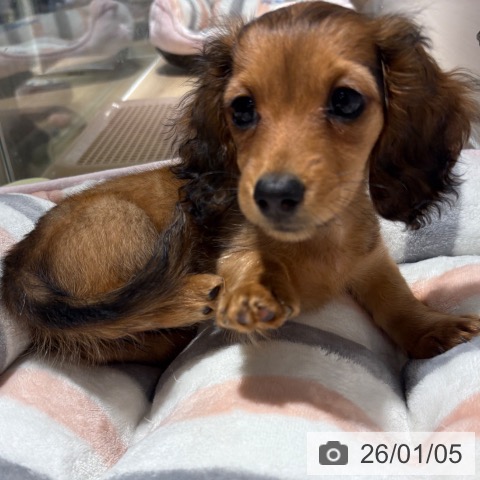 兵庫県のミニチュアダックスフンド(ロング) (ペットプラス 神戸三宮店/2025年10月26日生まれ/女の子/レッド)の子犬の3枚目の画像