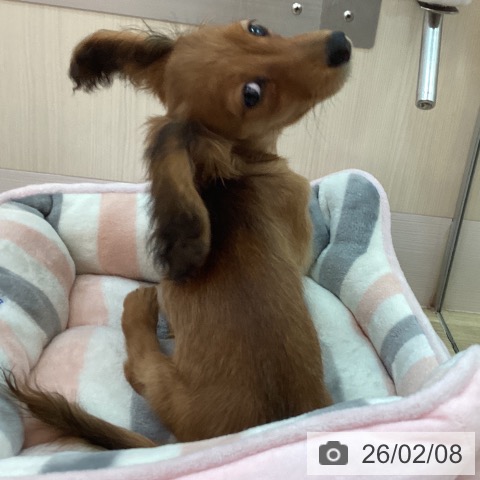 兵庫県のミニチュアダックスフンド(ロング) (ペットプラス 姫路大津店/2025年10月26日生まれ/女の子/レッド)の子犬の4枚目の画像