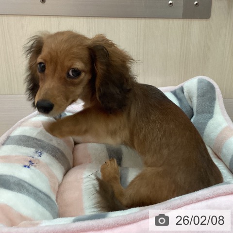 兵庫県のミニチュアダックスフンド(ロング) (ペットプラス 姫路大津店/2025年10月26日生まれ/女の子/レッド)の子犬の3枚目の画像