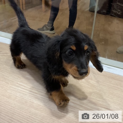 大阪府のミニチュアダックスフンド(ロング) (ペットプラス 堺鉄砲町店/2025年10月26日生まれ/男の子/ブラックタン)の子犬の3枚目の画像